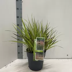 Hoogeveen augintojo vijokliniai ir kiti augalai internetu