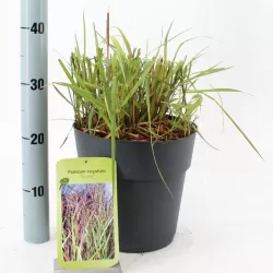 Hoogeveen augintojo vijokliniai ir kiti augalai internetu