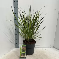 Hoogeveen augintojo vijokliniai ir kiti augalai internetu