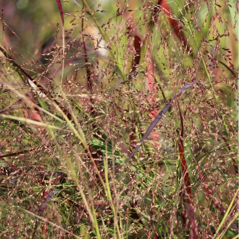 Hoogeveen augintojo vijokliniai ir kiti augalai internetu