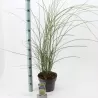 Kininis miskantas - Miscanthus sinensis KLEINE SILBERSPINNE
