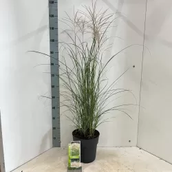 Kininis miskantas - Miscanthus sinensis KLEINE SILBERSPINNE