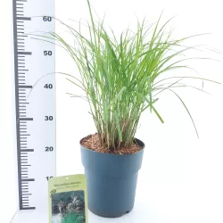 Kininis miskantas - Miscanthus sinensis KLEINE SILBERSPINNE