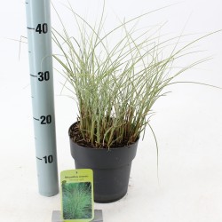 Kininis miskantas  - Miscanthus sinensis MORNING LIGHT