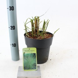 Kininis miskantas  - Miscanthus sinensis MORNING LIGHT