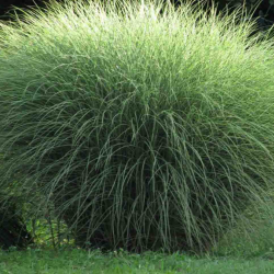 Kininis miskantas  - Miscanthus sinensis MORNING LIGHT