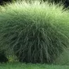 Kininis miskantas - Miscanthus sinensis MORNING LIGHT