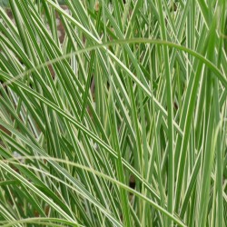Kininis miskantas  - Miscanthus sinensis MORNING LIGHT