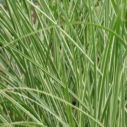 Kininis miskantas - Miscanthus sinensis MORNING LIGHT