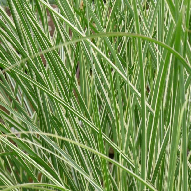 Kininis miskantas  - Miscanthus sinensis MORNING LIGHT