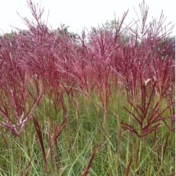 Kininis miskantas  - Miscanthus sinensis RED CHIEF
