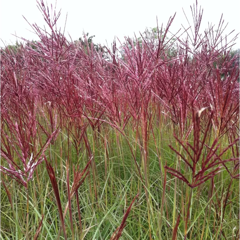 copy of Miscanthus sinensis PURPURASCENS