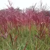 copy of Miscanthus sinensis PURPURASCENS