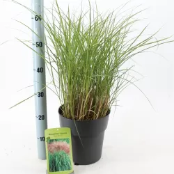 copy of Miscanthus sinensis PURPURASCENS