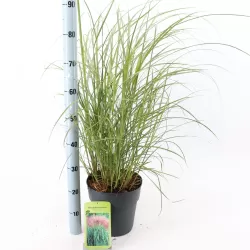 copy of Miscanthus sinensis PURPURASCENS