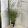 copy of Miscanthus sinensis PURPURASCENS