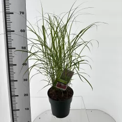 copy of Miscanthus sinensis PURPURASCENS