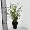 copy of Miscanthus sinensis PURPURASCENS
