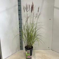 copy of Miscanthus sinensis PURPURASCENS