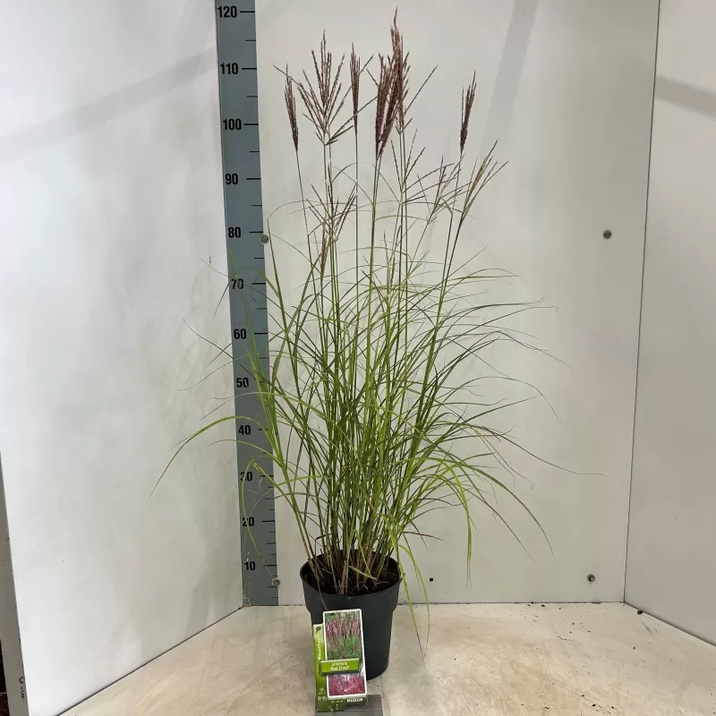 copy of Miscanthus sinensis PURPURASCENS
