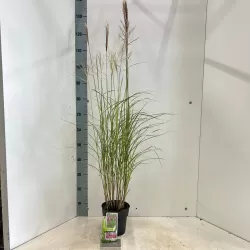 copy of Miscanthus sinensis PURPURASCENS