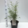 Fargesia nitida BLACK PEARL