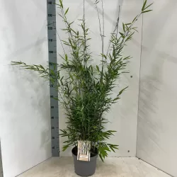 Fargesia nitida BLACK PEARL