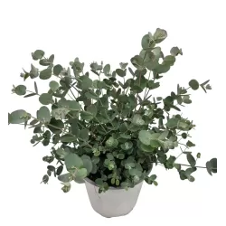 Eukaliptas - Eucalyptus gunnii