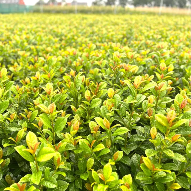 Užsisakyk augalus pavasariui jau dabar