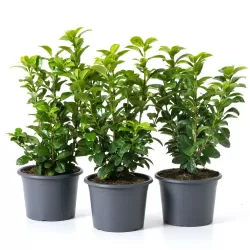 Užsisakyk augalus pavasariui jau dabar