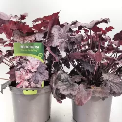Alūnė - Heuchera PLUM PUDDING