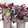 Alūnė - Heuchera PLUM PUDDING