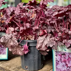 Alūnė - Heuchera PLUM PUDDING