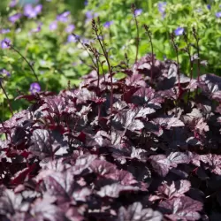 Alūnė - Heuchera PLUM PUDDING
