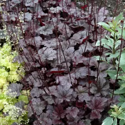 Alūnė - Heuchera PLUM PUDDING