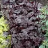 Alūnė - Heuchera PLUM PUDDING