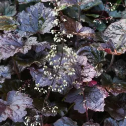 Alūnė - Heuchera PLUM PUDDING