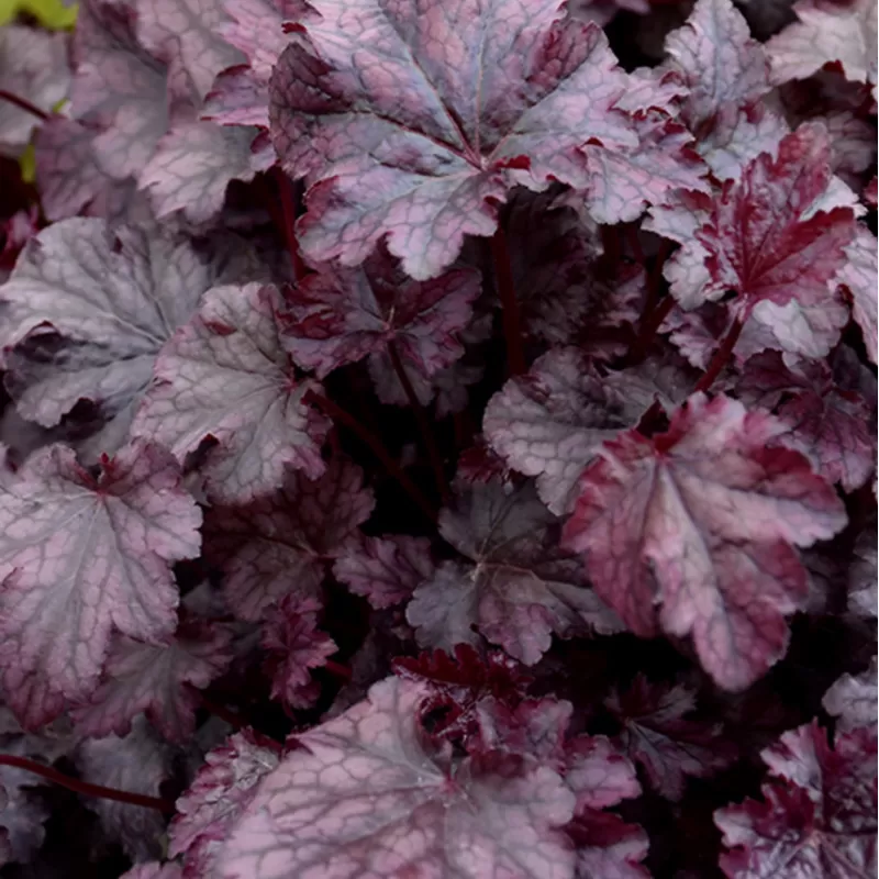 Alūnė - Heuchera PLUM PUDDING