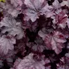 Alūnė - Heuchera PLUM PUDDING