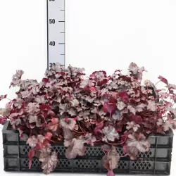Alūnė - Heuchera PLUM PUDDING