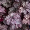 Alūnė - Heuchera PLUM PUDDING