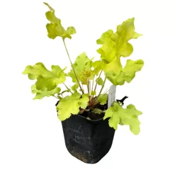 Heuchera LIME MARMELADE