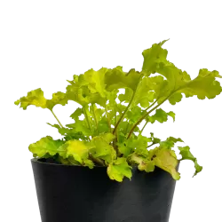 Alūnė - Heuchera LIME MARMELADE