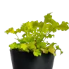 Alūnė - Heuchera LIME MARMELADE