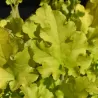 Heuchera LIME MARMELADE