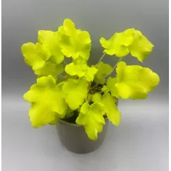 Heuchera LIME MARMELADE