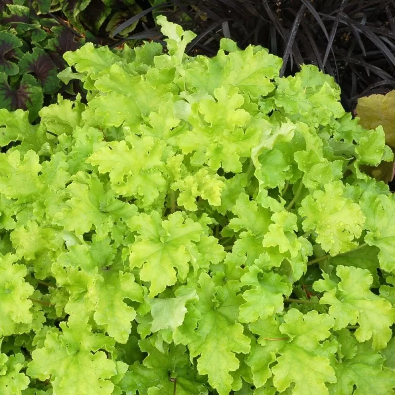 Heuchera LIME MARMELADE