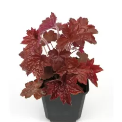 Heuchera CHOCOLATE RUFFLES