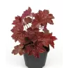 Heuchera CHOCOLATE RUFFLES