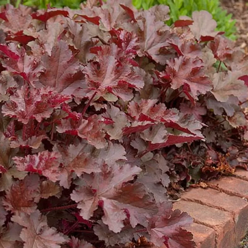 Heuchera CHOCOLATE RUFFLES
